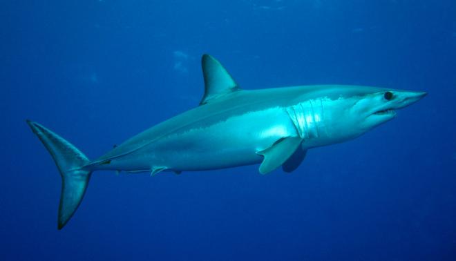 Mako Net Worth
