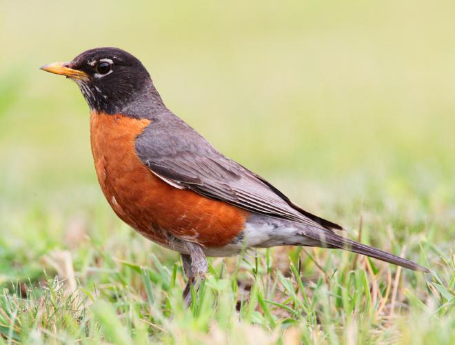 Robin Net Worth