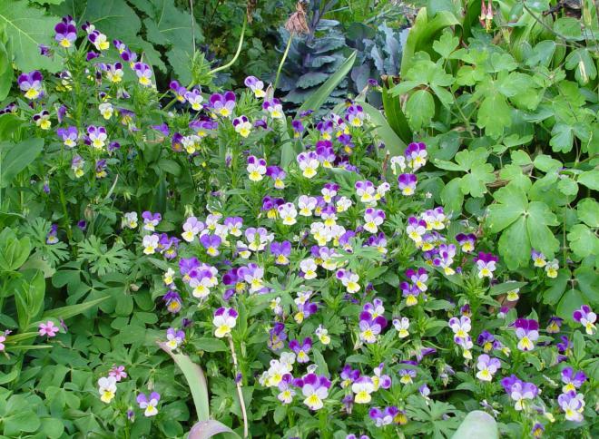 Viola Garden Net Worth