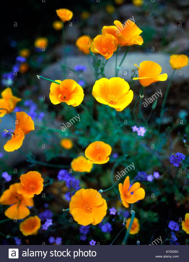 Poppy Cave Net Worth 2024 Wiki Bio, Married, Dating, Family, Height